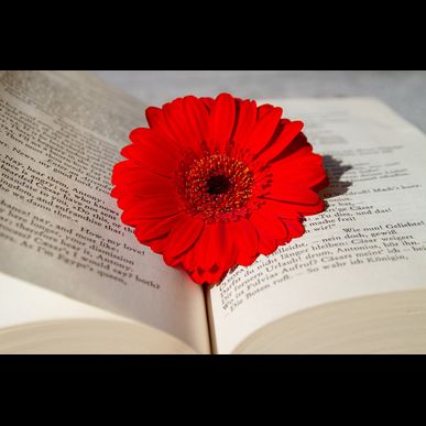 福岡で訪問着をレンタルするならSAKURAKOへ